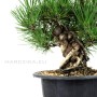 Pinus thunbergii - Japán feketefenyő bonsai alapanyag neagari stílusban 02.