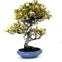 Elaeagnus pungens 'Variegata' - Tarkalevelű ezüstfa bonsai