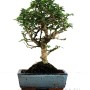 Carmona macrophylla - Borágófa bonsai 20B