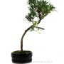 Podocarpus macrophylla - Kőtiszafa bonsai kerek tálban