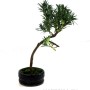 Podocarpus macrophylla - Kőtiszafa bonsai kerek tálban
