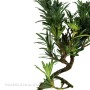 Podocarpus macrophylla - Kőtiszafa bonsai kerek tálban