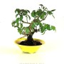 Euonymus sp. shohin bonsai