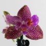 Phalaenopsis Joy Fairy Tale ( peloric)
