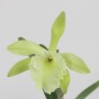 Brassavola Aristocrata ( glauca x digbyana)