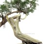 Juniperus sabina - Nehézszagú boróka bonsai alapanyag