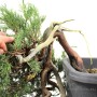 Juniperus sabina - Savin juniper pre-bonsai in kengai style