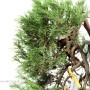 Juniperus sabina - Savin juniper pre-bonsai in kengai style