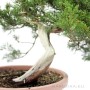 Half cascade Juniperus sabina - juniper bonsai raw material