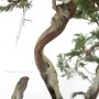 Double trunk Juniperus sabina bonsai in kurama pot
