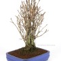 Ginkgo biloba - Páfrányfenyő bonsai 