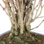 Ginkgo biloba - Maidenhair tree bonsai 