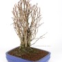 Ginkgo biloba - Maidenhair tree bonsai 