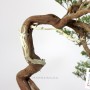 Juniperus sabina bunjin bonsai raw material