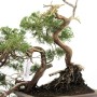 Double trunk Juniperus sabina raw material