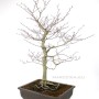 Fagus crenata - Japán fehér bükk bonsai
