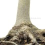 Fagus crenata - Japán fehér bükk bonsai