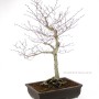Fagus crenata - Japán fehér bükk bonsai