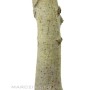 Fagus crenata - Japán fehér bükk bonsai