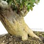 Buxus sempervirens pre bonsai