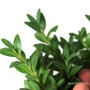Buxus sempervirens pre bonsai