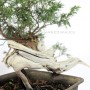 Juniperus sabina - cascade juniper bonsai raw material