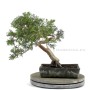 Juniper bonsai raw material - Juniperus sabina
