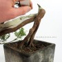 Kaszkád boróka bonsai alapanyag - Juniperus sabina