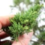 Juniper pre bonsai - Juniperus sabina