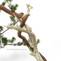 Boróka pre bonsai - Juniperus sabina