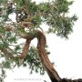 Juniperus sabina - boróka pre bonsai