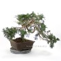 Juniperus sabina - boróka pre bonsai