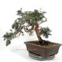 Juniperus sabina - juniper pre bonsai