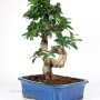 Ficus ginseng bonsai with a large curved trunk 02.