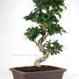  Ficus ginseng bonsai with a large curved trunk 03.