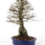 Ulmus parvifolia - Sekijoju Chinese elm bonsai