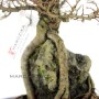 Ulmus parvifolia - Sekijoju Kínai szil bonsai