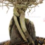 Ulmus parvifolia - Chinese elm - sekijoju bonsai