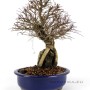 Ulmus parvifolia - Chinese elm - sekijoju bonsai