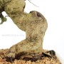 Acer buergerianum - Japanese Trident maple bonsai