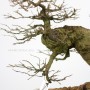 Acer buergerianum - Japán Háromerű juhar bonsai