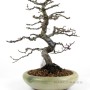 Bent trunk Pseudocydonia sinensis Japanese bonsai