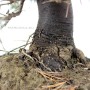 Cedrus deodara pre bonsai material