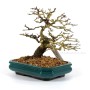 Premna japonica shohin bonsai - Stinky maple
