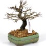 Ulmus parvifolia 'Corticosa' pre-bonsai 06