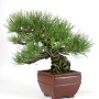 Pinus thunbergii 26 cm tall han kengai bonsai