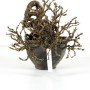 Caragana S.P. shohin bonsai