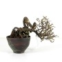 Caragana S.P. shohin bonsai