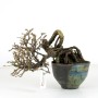 Caragana S.P. shohin bonsai