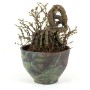 Caragana S.P. shohin bonsai